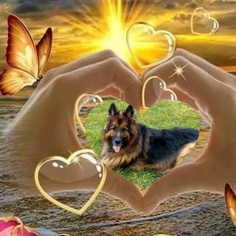 Condolence image of Dzień Dobry❤️❤️❤️mój Ukochany❤️❤️❤️❤️❤️❤️❤️Misieńku❤️❤️❤️