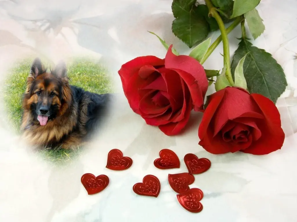 Condolence image of Dzień Dobry❤️❤️❤️mój Ukochany❤️❤️❤️❤️❤️❤️❤️Misieńku❤️❤️❤️