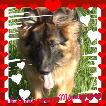 Condolence image of Dzień Dobry❤️❤️❤️mój Ukochany❤️❤️❤️❤️❤️❤️❤️Misieńku❤️❤️❤️
