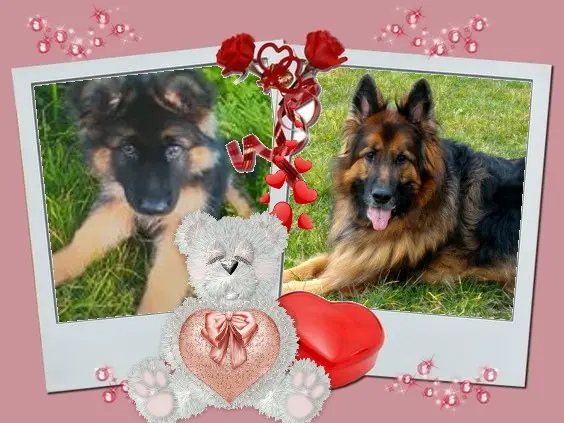 Condolence image of Dzień Dobry❤️❤️❤️mój Ukochany❤️❤️❤️❤️❤️❤️❤️Misieńku❤️❤️❤️