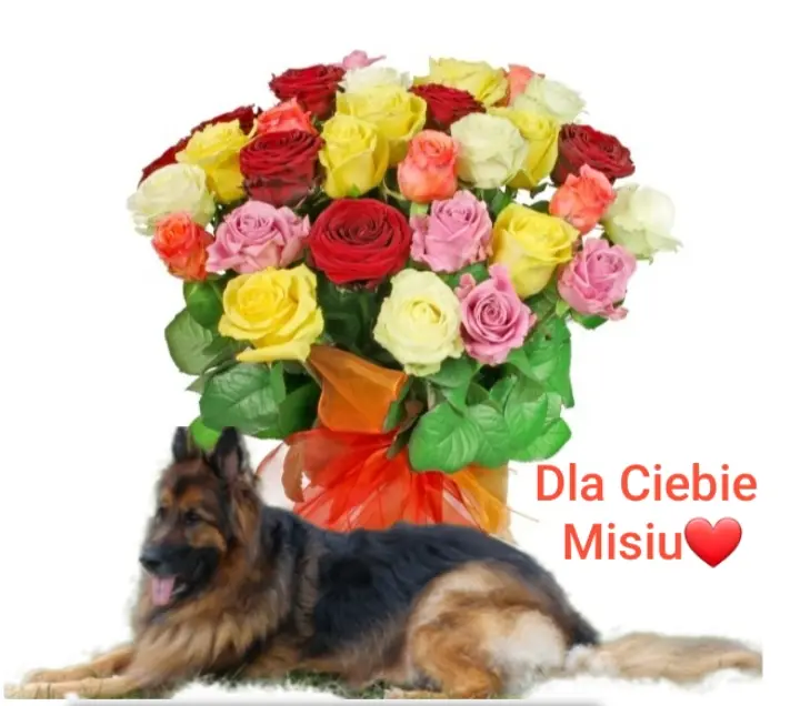 Condolence image of Dla Ciebie Misiu❤