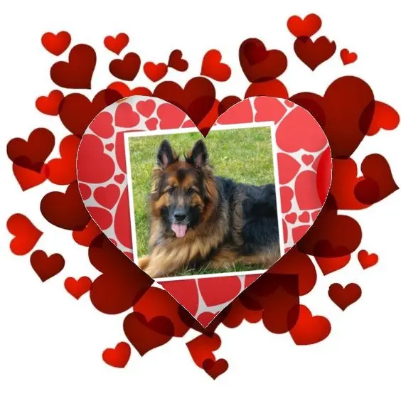 Condolence image of Dzień Dobry❤️❤️❤️mój Ukochany❤️❤️❤️❤️❤️❤️❤️Misieńku❤️❤️❤️