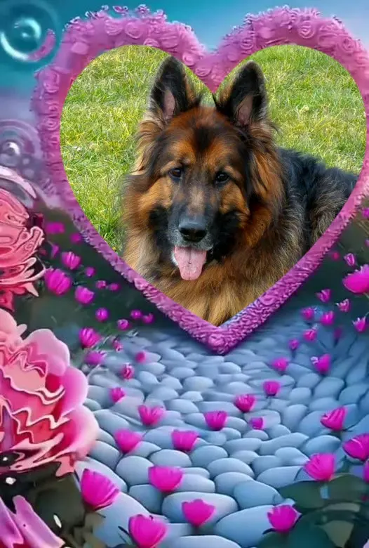 Condolence image of Dzień Dobry❤️❤️❤️mój Ukochany❤️❤️❤️❤️❤️❤️❤️Misieńku❤️❤️❤️