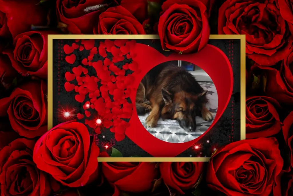 Condolence image of Dobrej Nocki❤️❤️❤️❤️❤️❤️mój Ukochany❤️❤️❤️❤️❤️❤️Misieńku❤️❤️❤️