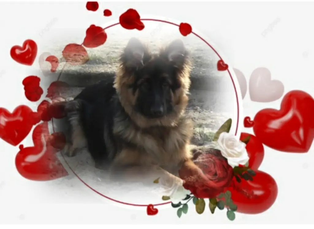 Condolence image of Ewa und Krzysztof mit Jacki tief im Herzen ❤