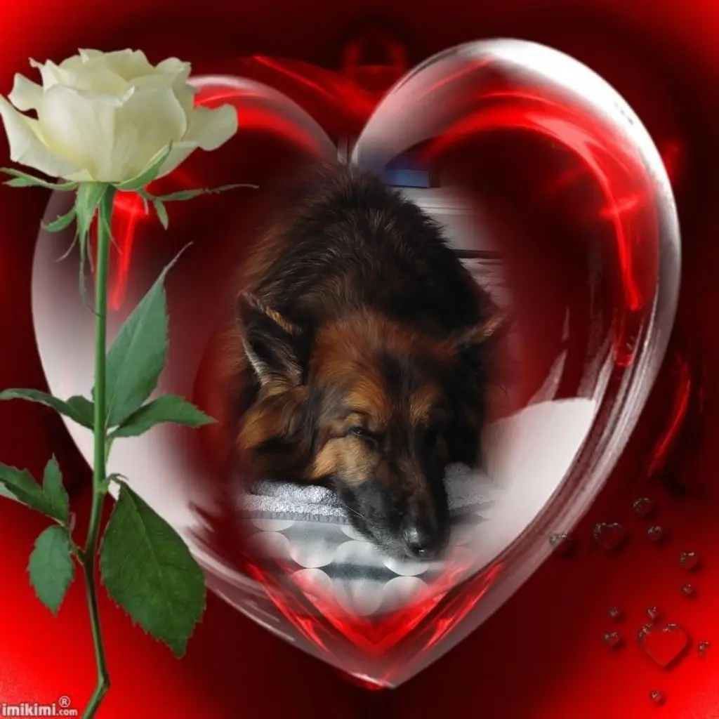 Condolence image of Dobrej Nocki❤️❤️❤️❤️❤️❤️mój Ukochany❤️❤️❤️❤️❤️❤️Misieńku❤️❤️❤️