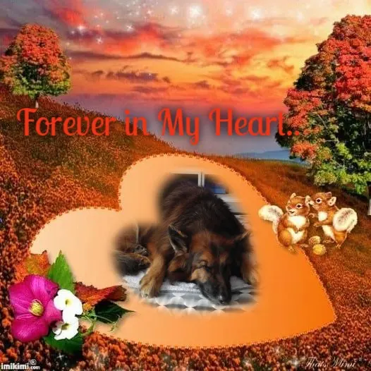 Condolence image of Dobrej Nocki❤️❤️❤️❤️❤️❤️mój Ukochany❤️❤️❤️❤️❤️❤️Misieńku❤️❤️❤️