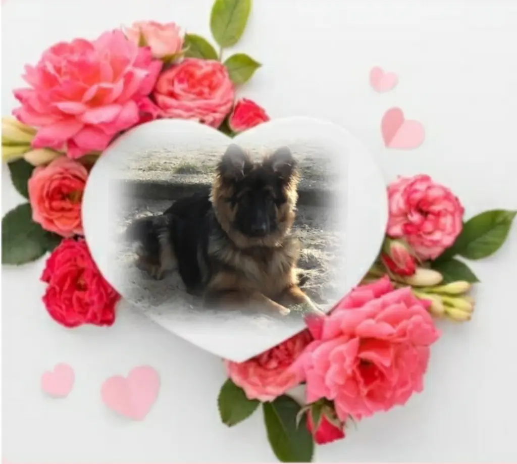 Condolence image of Dla Ciebie❤ Sonntagssternchen⭐ Misiu❤ 