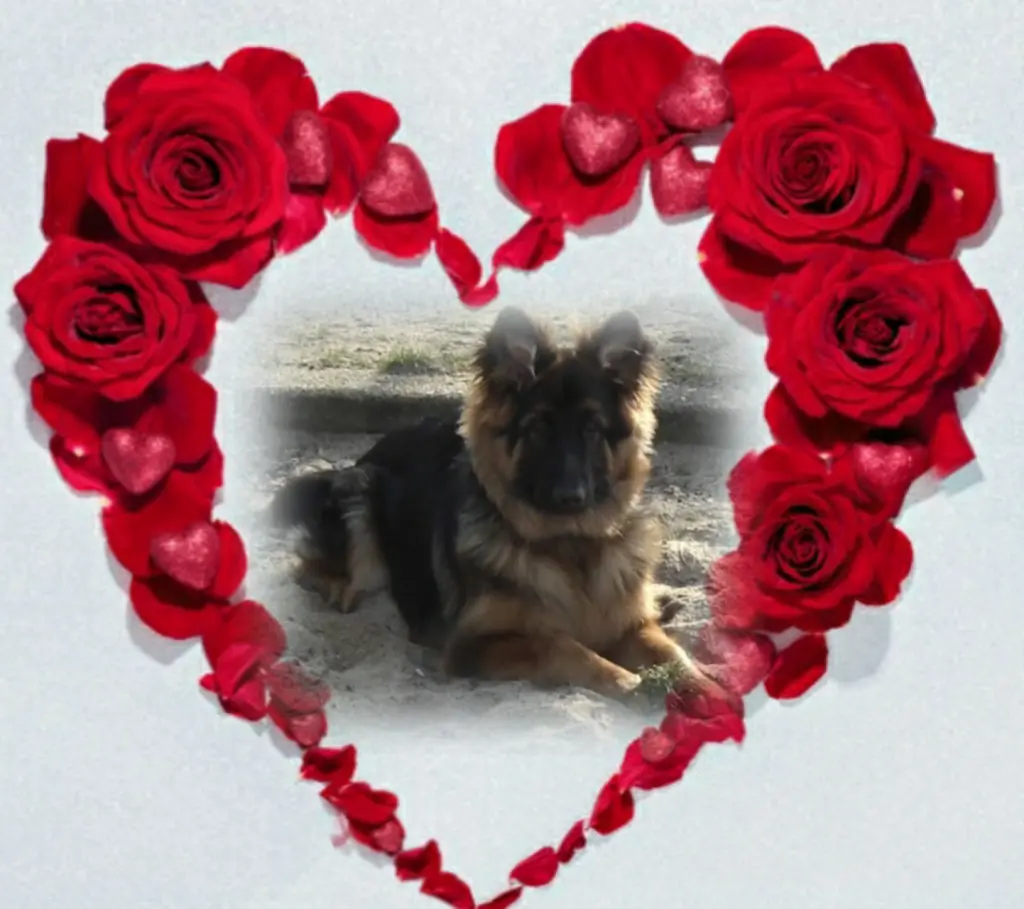 Condolence image of Ewa und Krzysztof mit Jacki tief im Herzen ❤
