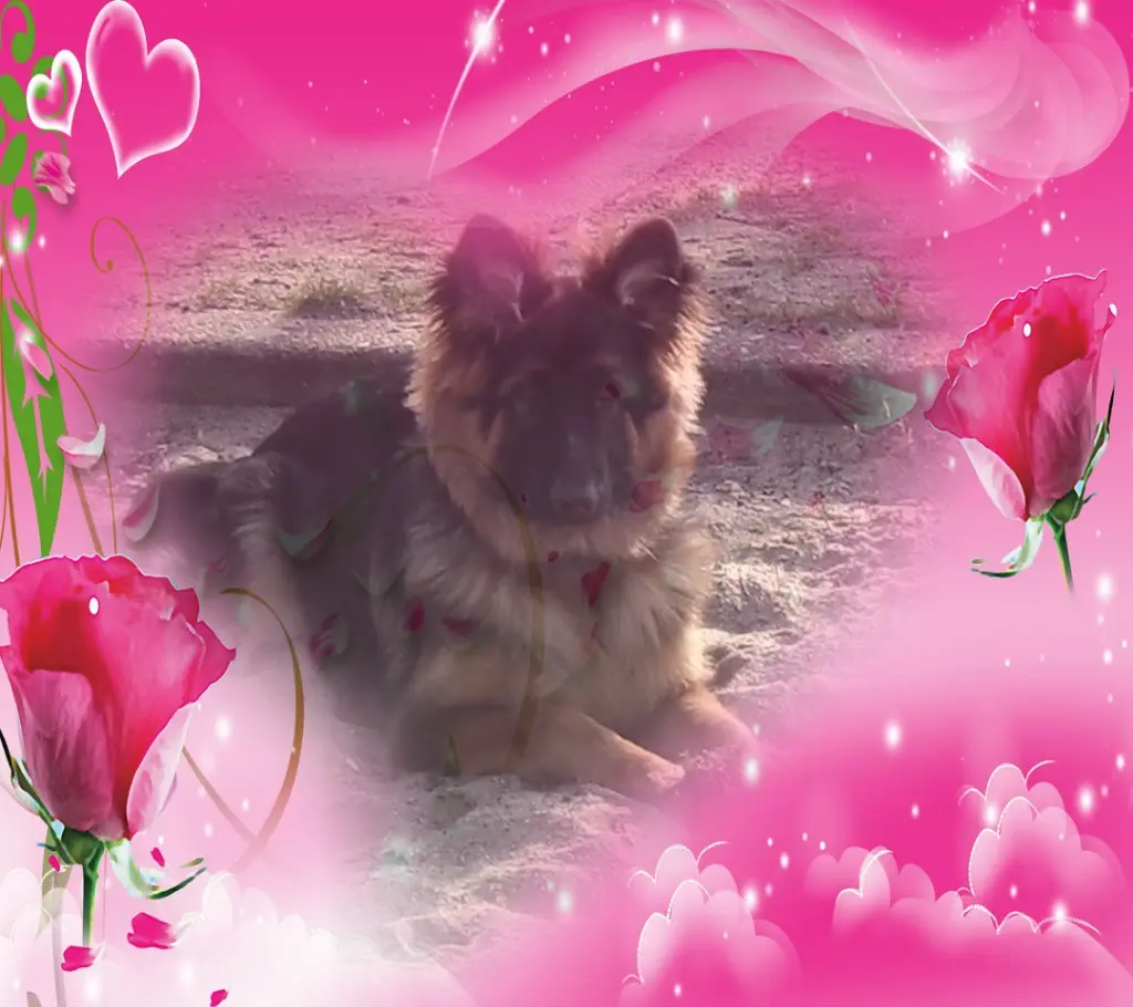 Condolence image of Dzień Dobry❤️❤️❤️Misiu❤️