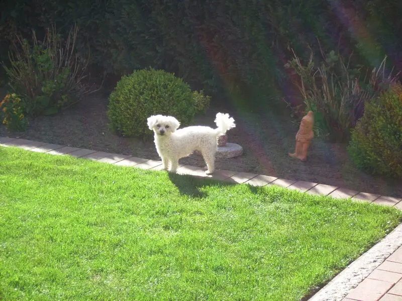 Condolence image of Gaby mit Snowy ❤️