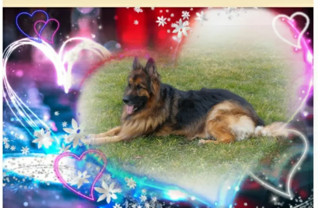 Condolence image of Ewa und Krzysztof mit Jacki tief im Herzen ❤