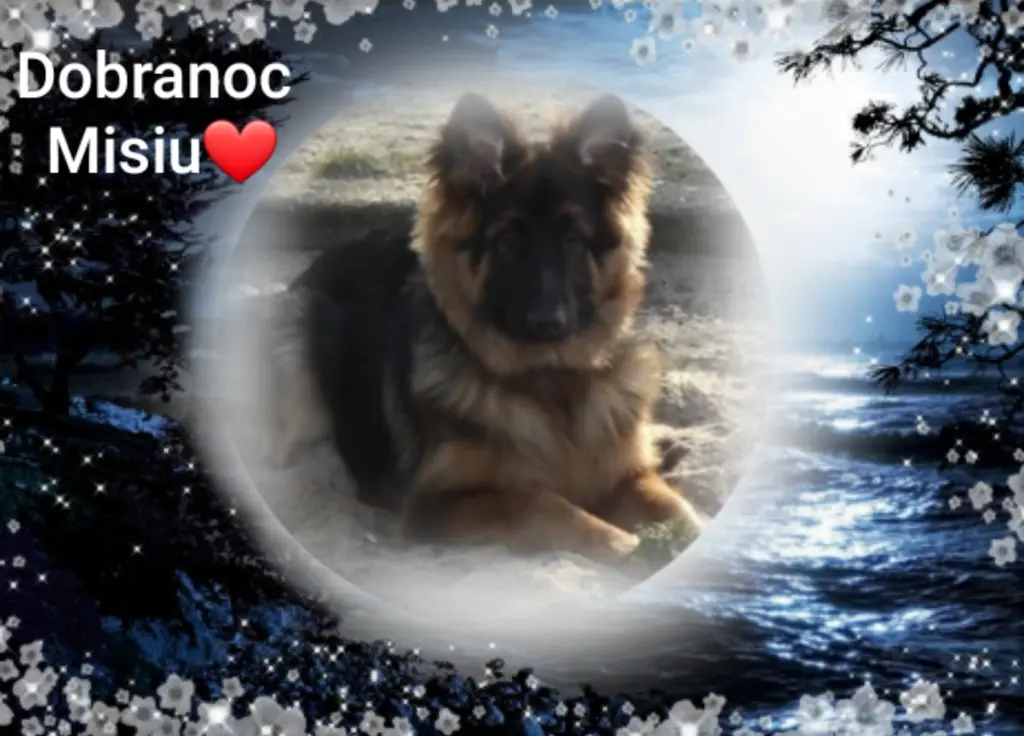 Condolence image of ⭐❤Dobranoc Misiu❤⭐