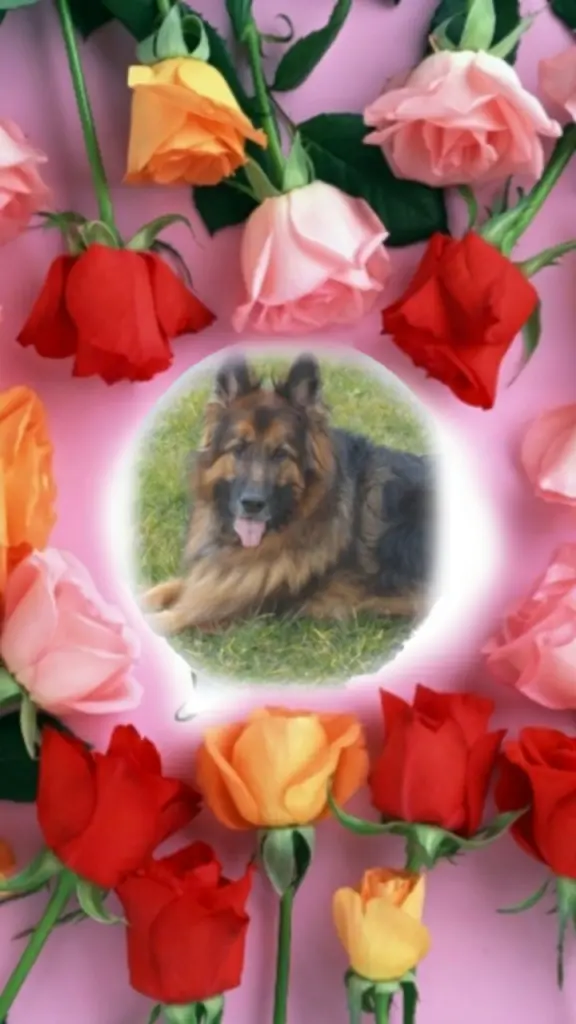 Condolence image of ⭐❤Dobranoc Misiu❤⭐