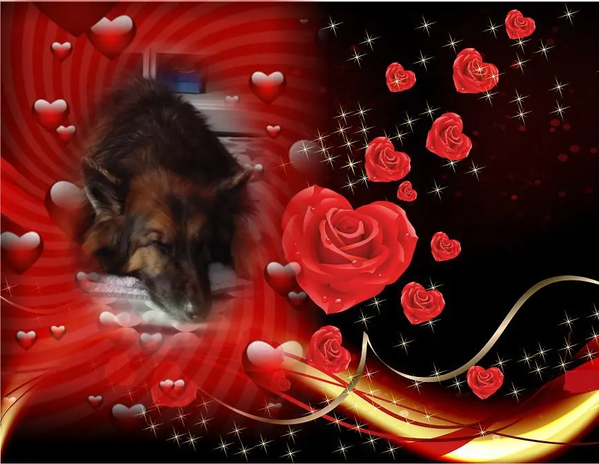 Condolence image of Dobrej Nocki❤️❤️❤️❤️❤️❤️mój Ukochany❤️❤️❤️❤️❤️❤️Misieńku❤️❤️❤️