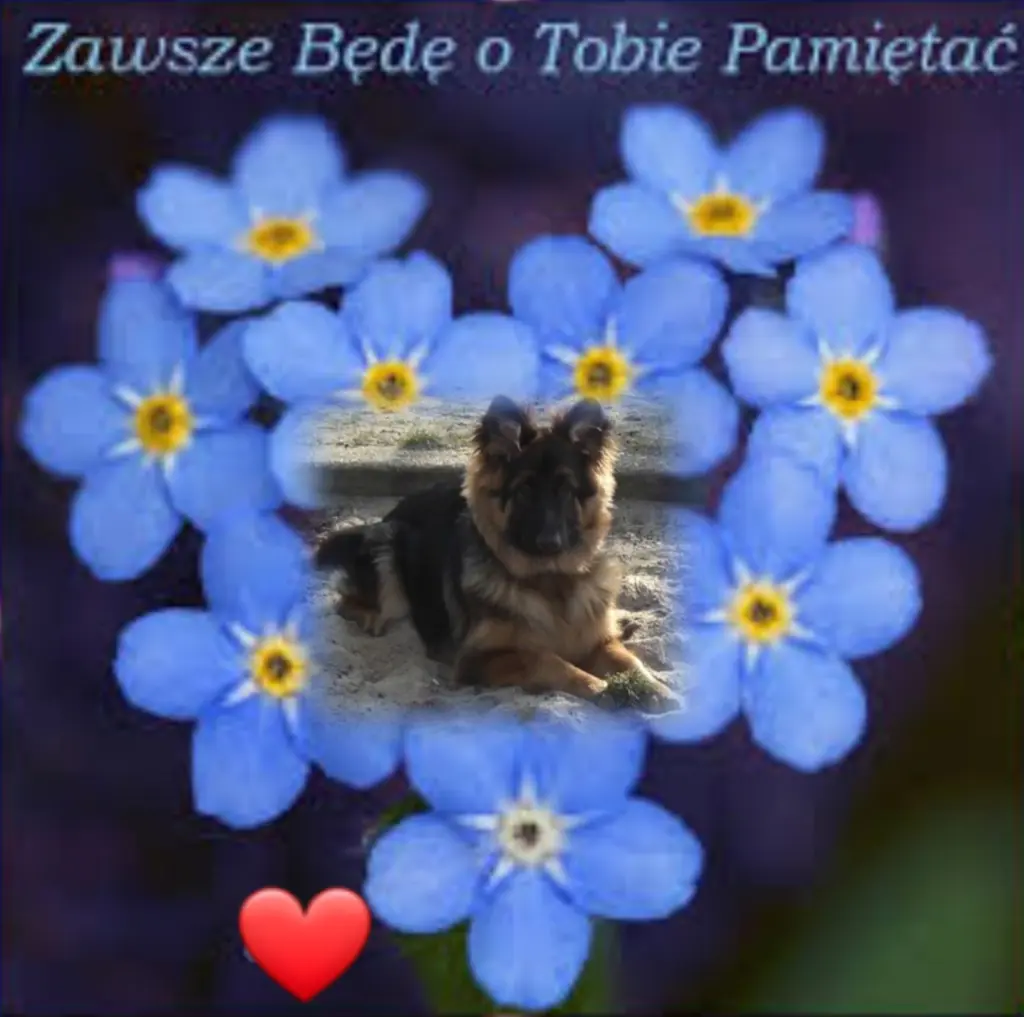 Condolence image of 59 miesięcy...bez Ciebie Misiu❤❤❤