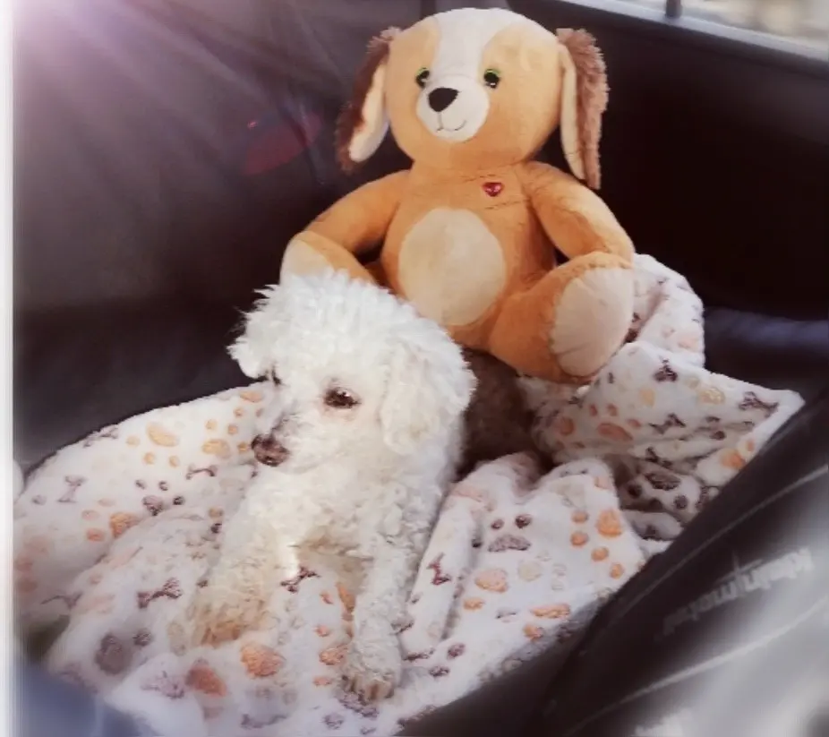 Condolence image of Snowy ❤️