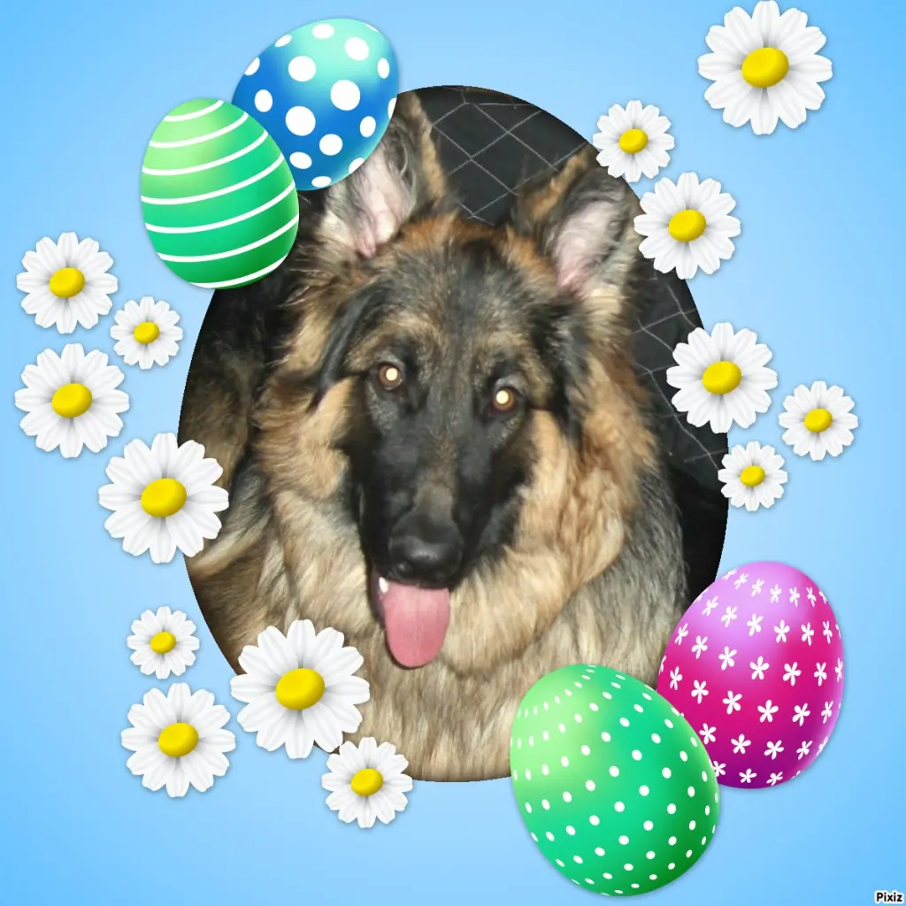Condolence image of Tanja mit Timmy im Herzen