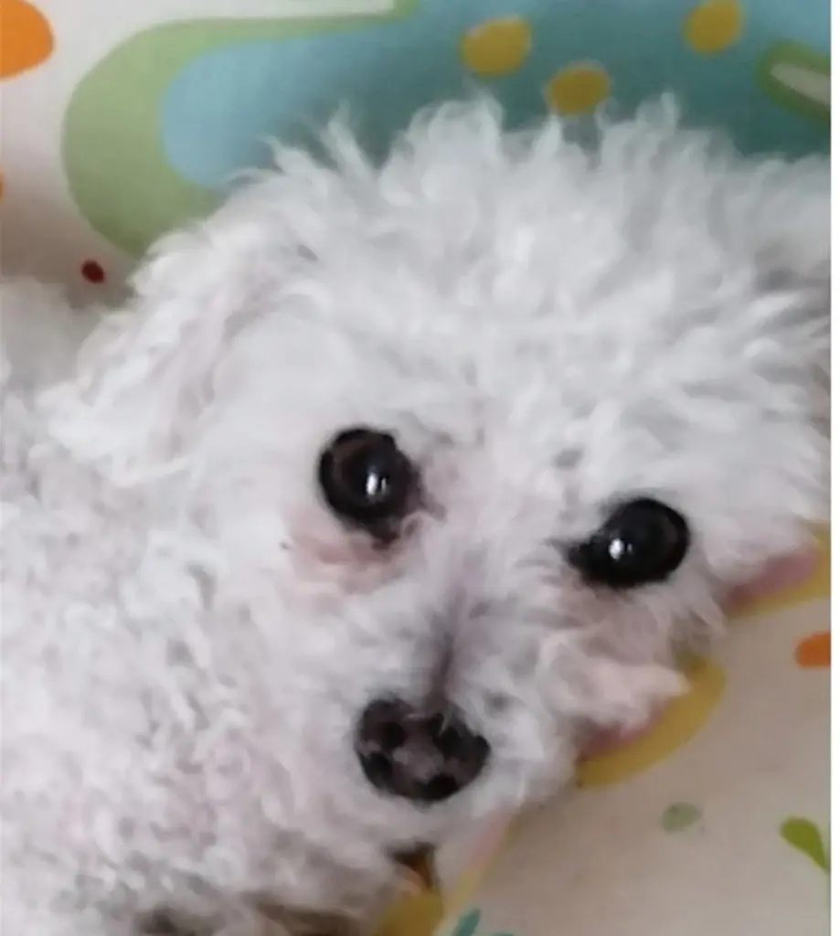 Condolence image of Snowy ❤️für Misiu