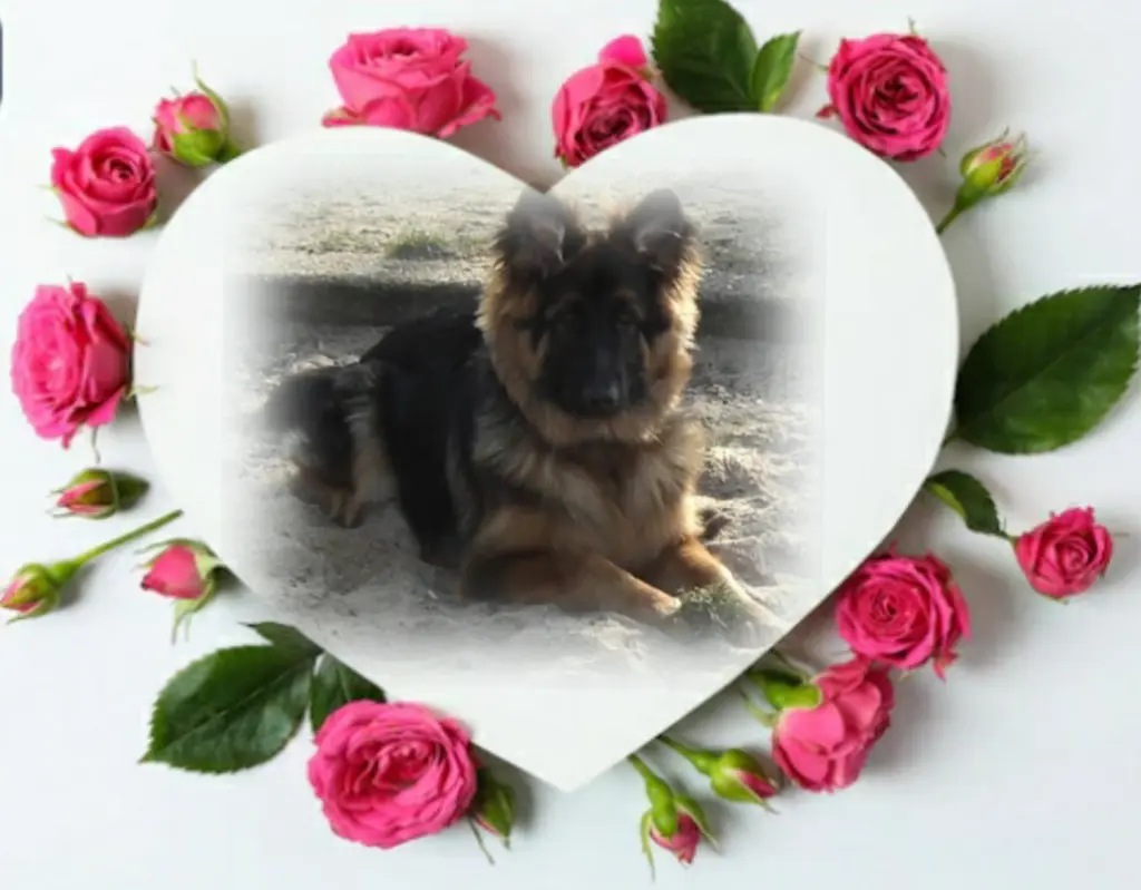 Condolence image of Niedziela...258 tygodni... bez Ciebie Misiu ❤...