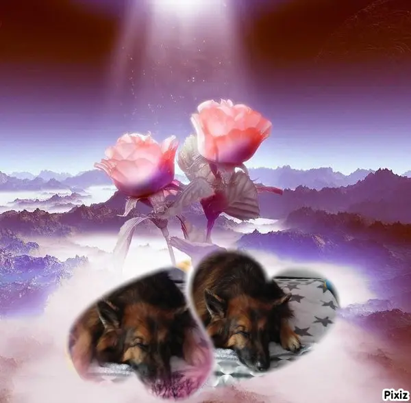 Condolence image of Dobrej Nocki❤️❤️❤️❤️❤️❤️mój Ukochany❤️❤️❤️❤️❤️❤️Misieńku❤️❤️❤️