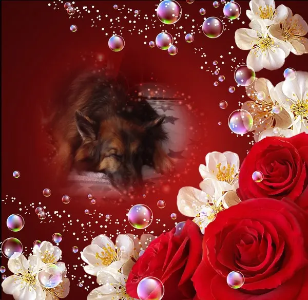 Condolence image of Dobrej Nocki❤️❤️❤️❤️❤️❤️mój Ukochany❤️❤️❤️❤️❤️❤️Misieńku❤️❤️❤️