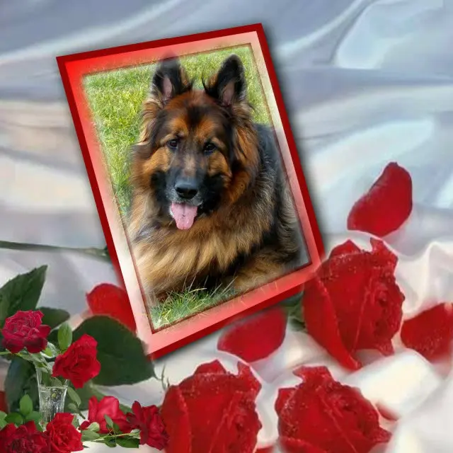 Condolence image of Kocham❤️❤️❤️❤️❤️❤️❤️Cię❤️❤️❤️⭐️Misieńku❤️❤️❤️⭐️