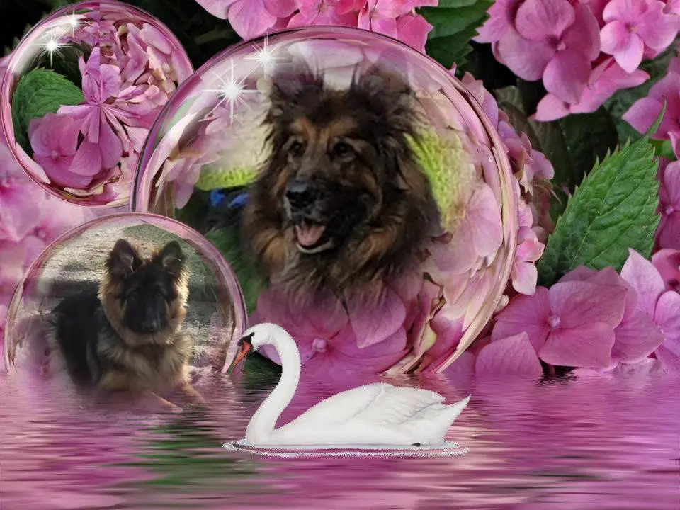 Condolence image of Dzień Dobry❤️❤️❤️mój Ukochany❤️❤️❤️❤️❤️❤️❤️Misieńku❤️❤️❤️