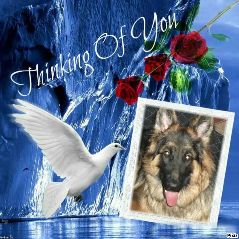 Condolence image of Tanja mit Timmy im Herzen