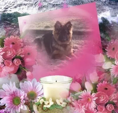 Condolence image of 5.Lat.......BEZ CIEBIE❤️❤️❤️⭐️MISIEŃKU❤️❤️❤️⭐️