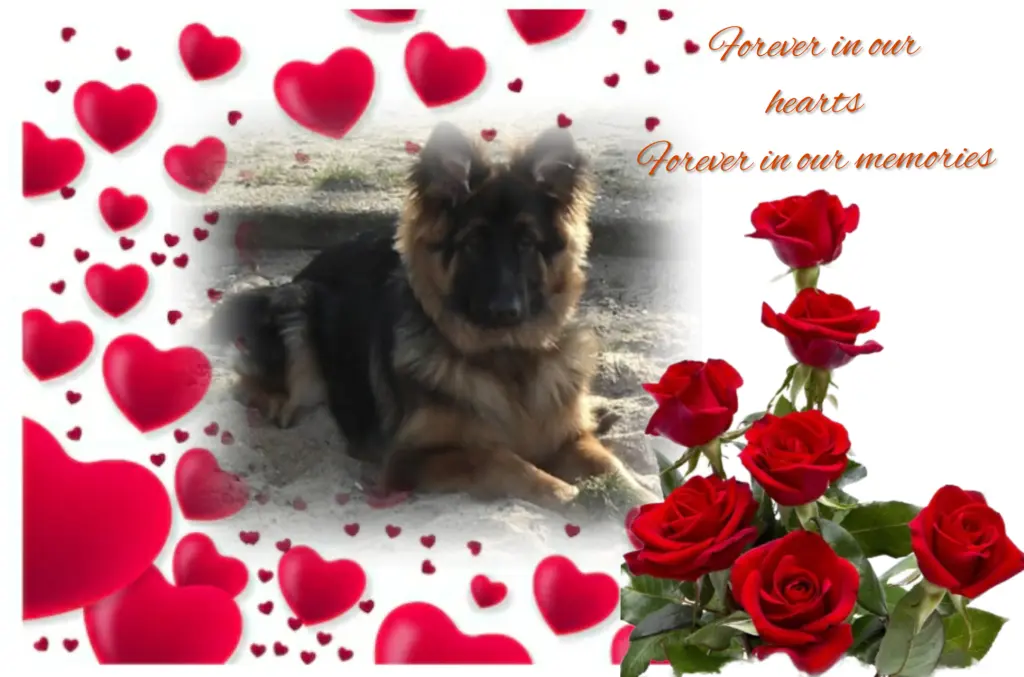 Condolence image of 5 lat... bez Ciebie❤ Misieńku❤❤❤❤❤