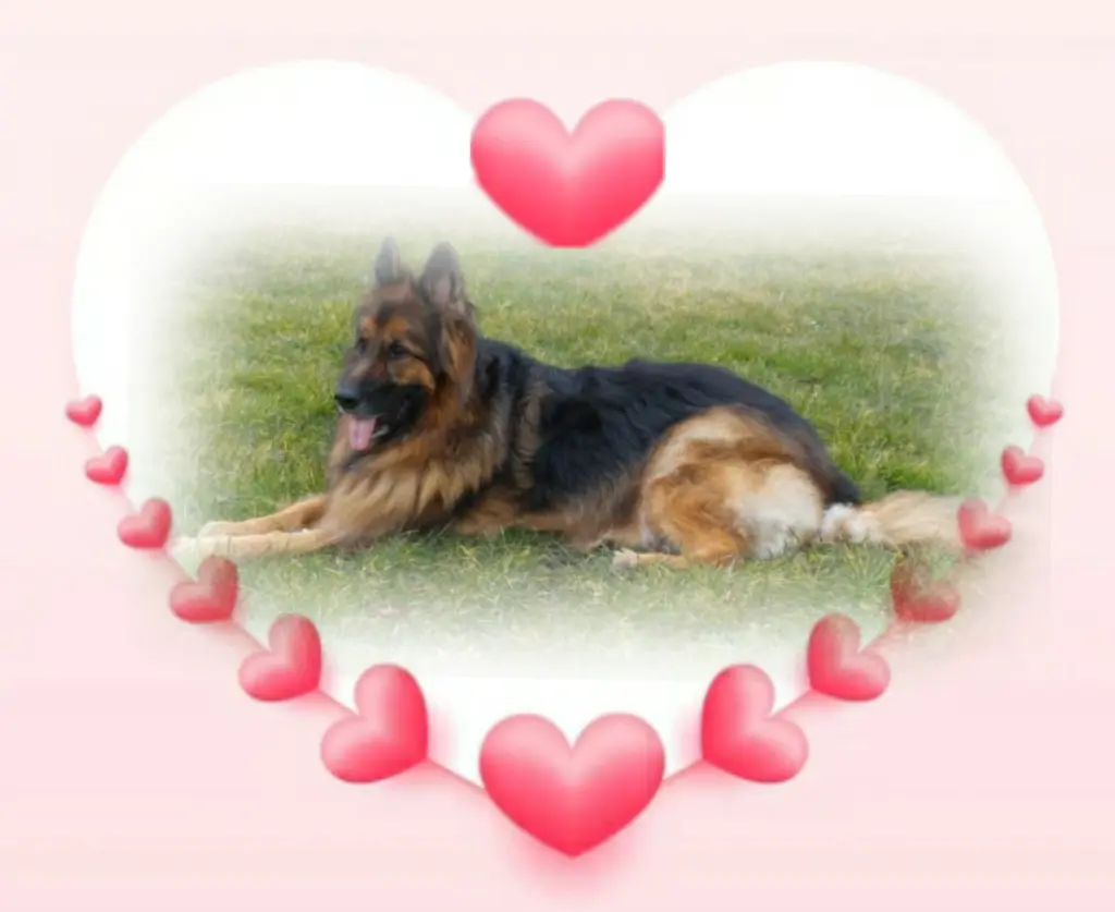 Condolence image of Niedziela...261 tygodni bez Ciebie❤ kochany Misiu❤
