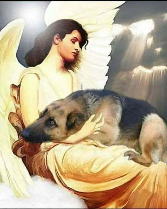 Condolence image of Misius 5. ⭐️Sternchengeburtstag