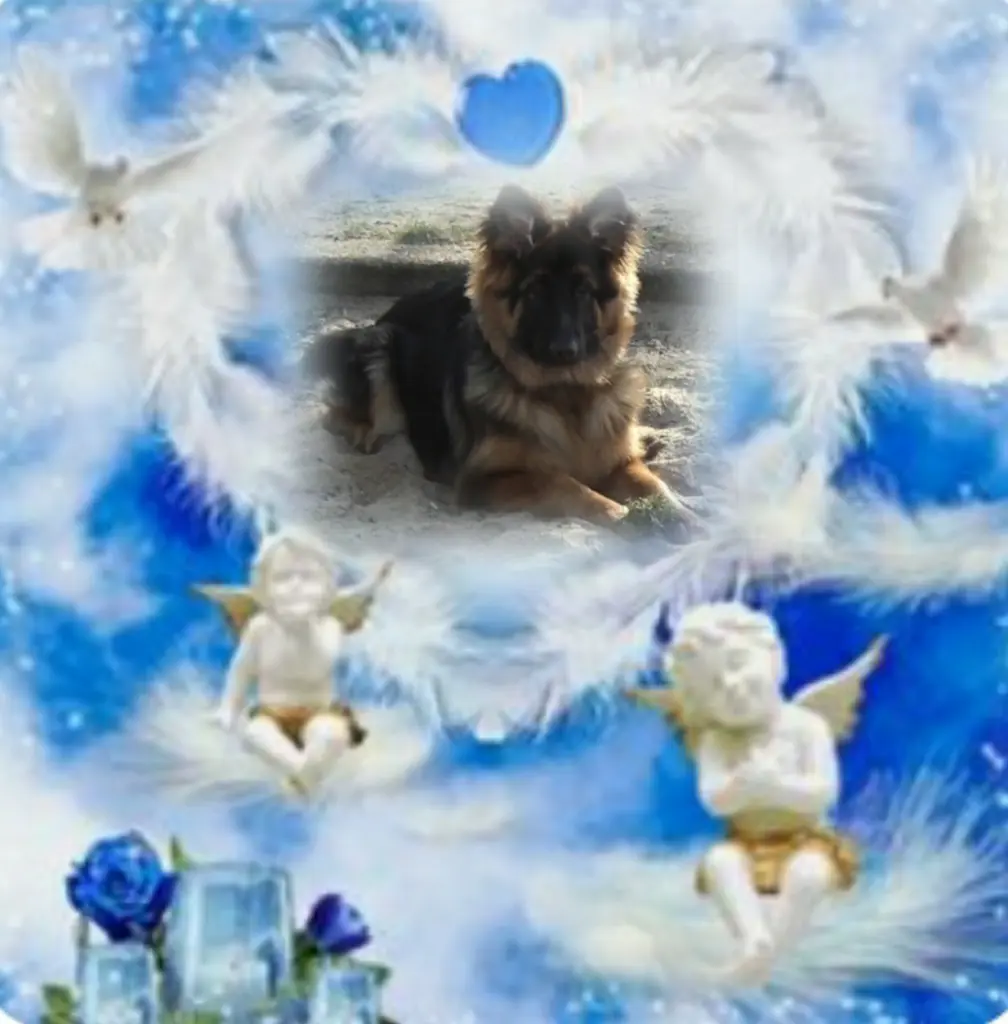 Condolence image of Ewa & Krzysztof mit Jacki tief im Herzen ❤