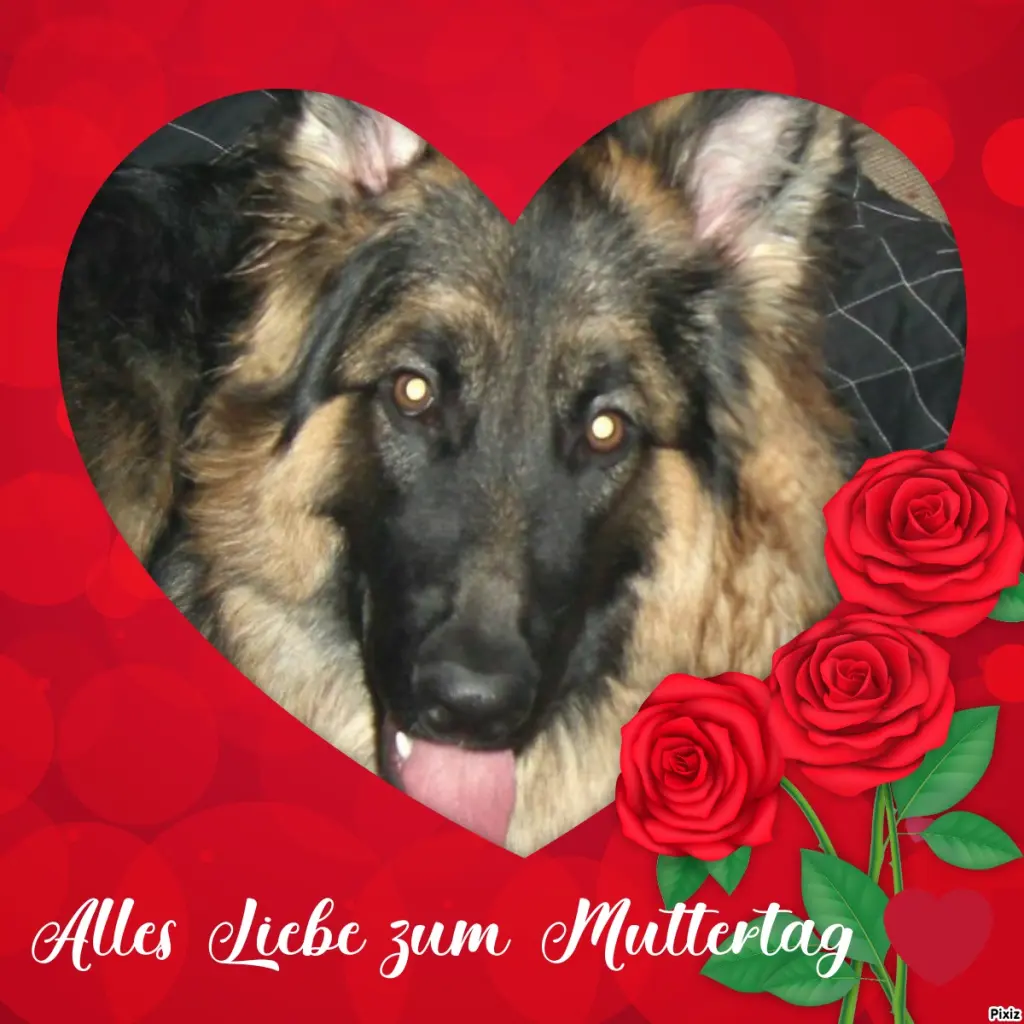 Condolence image of Tanja mit Timmy im Herzen