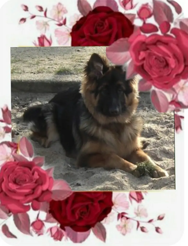 Condolence image of Ewa & Krzysztof mit Jacki tief im Herzen ❤
