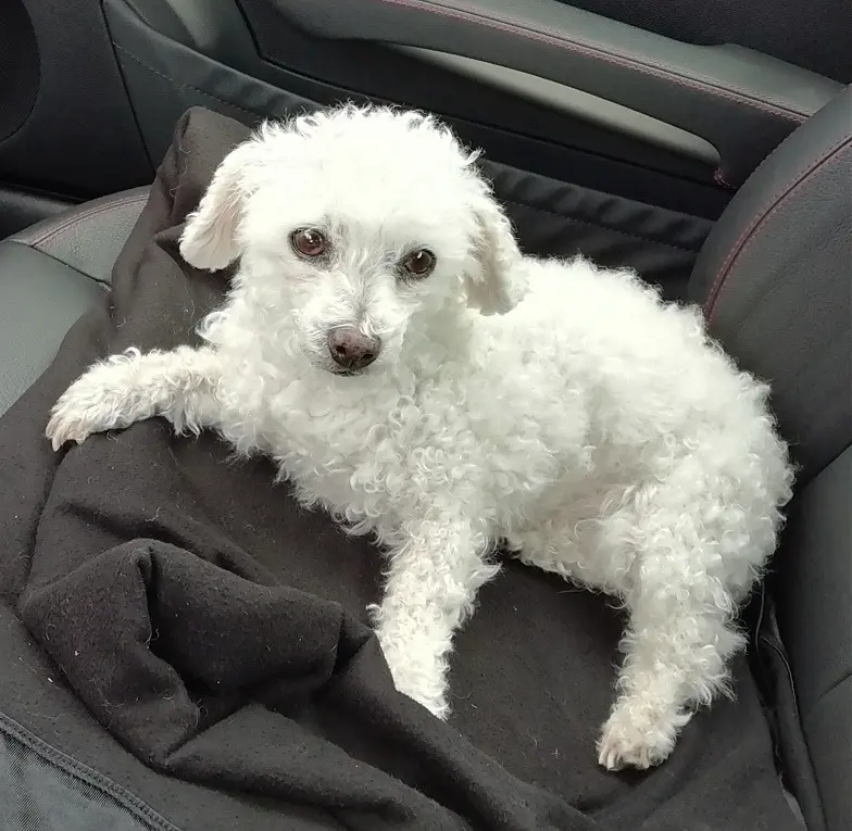 Condolence image of Gaby mit Snowy im Herzen