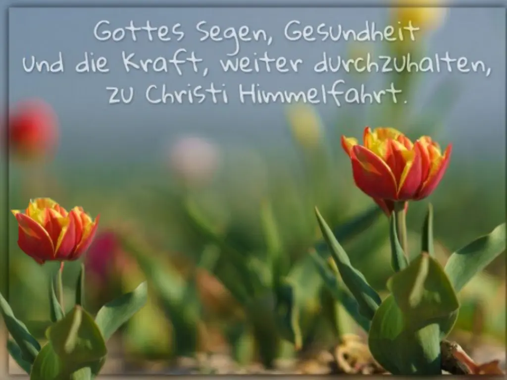 Condolence image of Ewa & Krzysztof mit Jacki tief im Herzen ❤