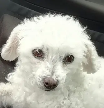 Condolence image of Gaby mit Snowy im Herzen