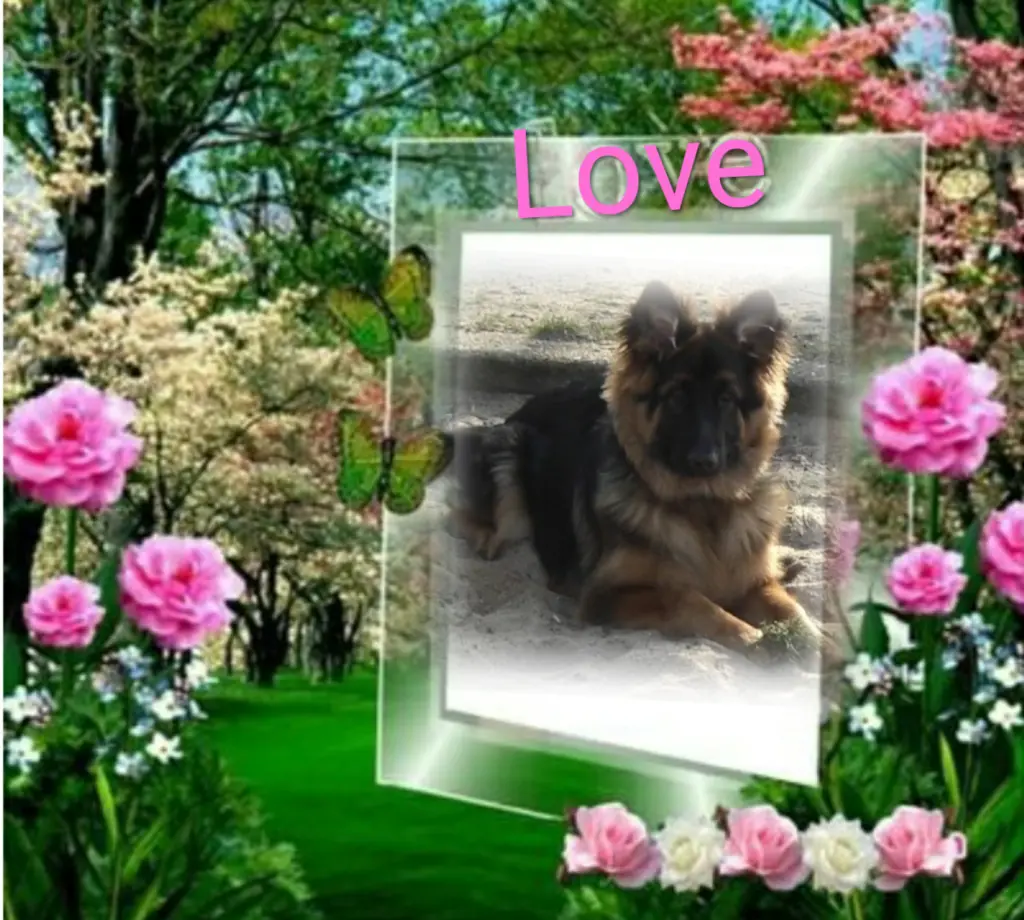 Condolence image of Niedziela...263 tygodnie bez Ciebie❤ kochany Misiu❤