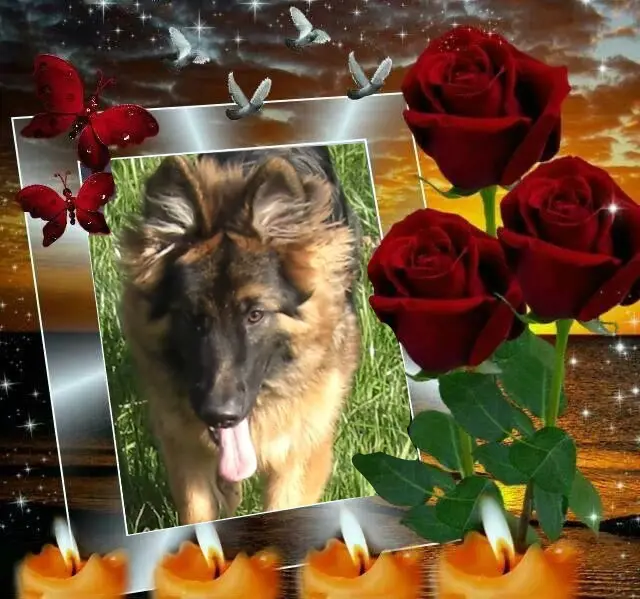 Condolence image of Dzień Dobry❤️❤️❤️mój Ukochany❤️❤️❤️❤️❤️❤️❤️Misieńku❤️❤️❤️