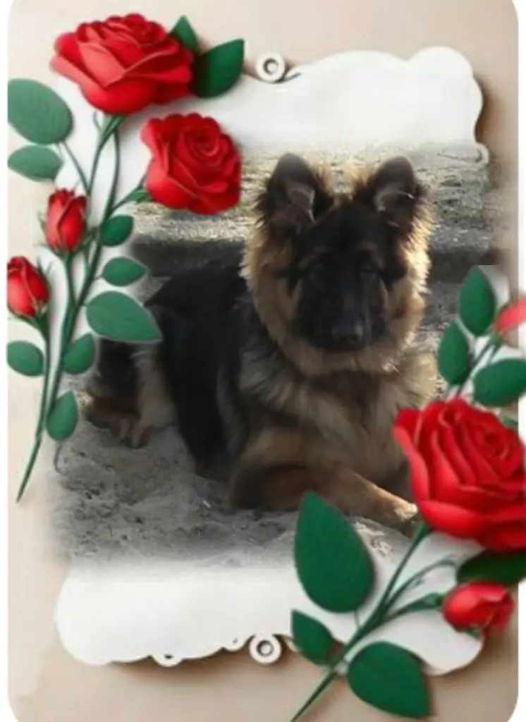 Condolence image of Ewa & Krzysztof mit Jacki tief im Herzen ❤