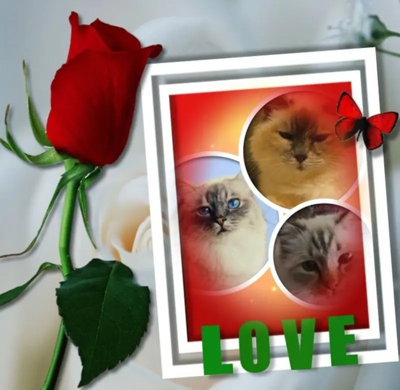Condolence image of Dankeschön von Shiva, Jojo und Merlin