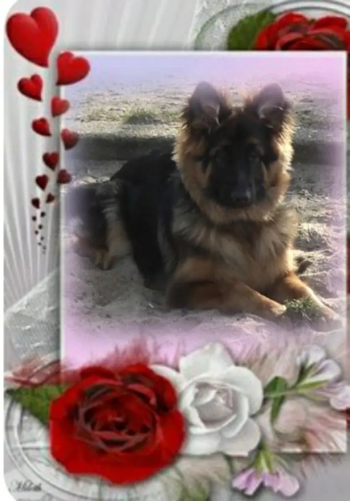Condolence image of Niedziela...264 tygodnie bez Ciebie Misieńku❤