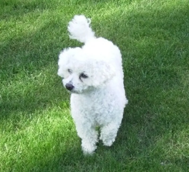 Condolence image of Gaby mit Snowy im Herzen