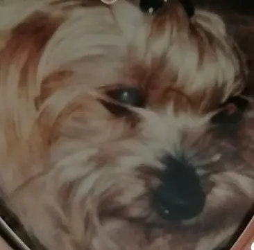 Condolence image of Daisy ♥️
