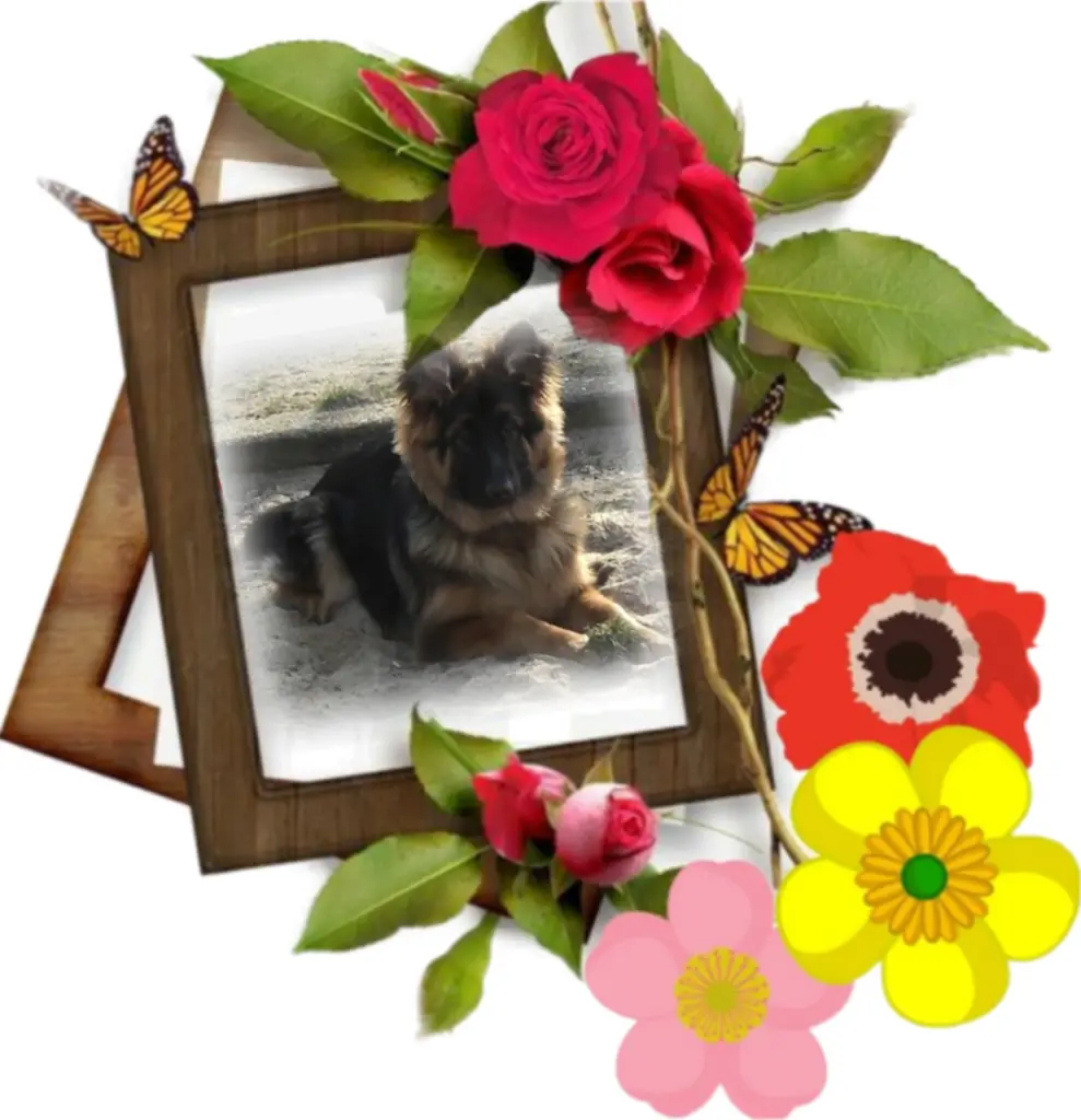 Condolence image of Ewa & Krzysztof mit Jacki tief im Herzen ❤