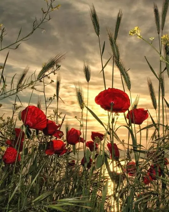 Condolence image of Liebe Grüße ❤️zum Abend