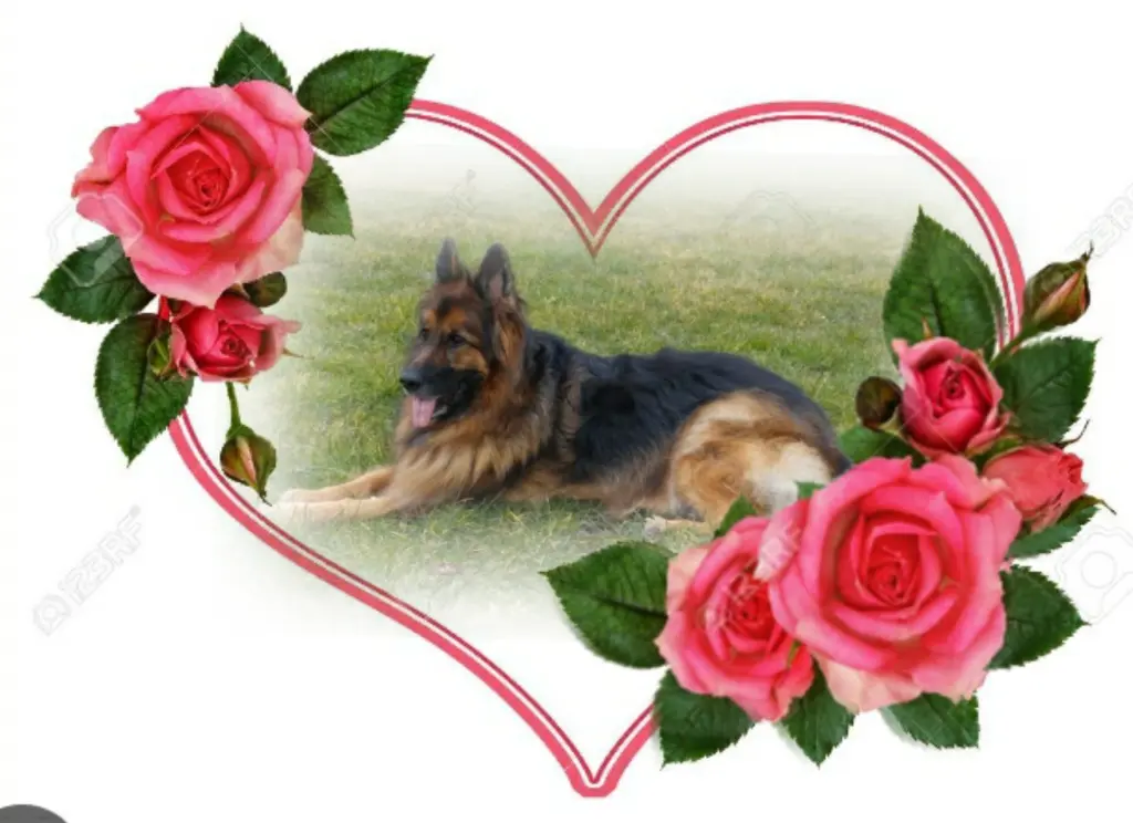 Condolence image of Ewa & Krzysztof mit Jacki tief im Herzen ❤