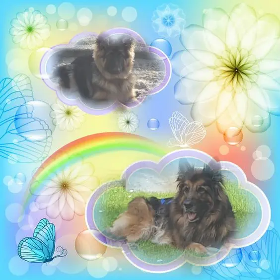 Condolence image of Dzień Dobry❤️❤️❤️mój Ukochany❤️❤️❤️❤️❤️❤️❤️Misieńku❤️❤️❤️